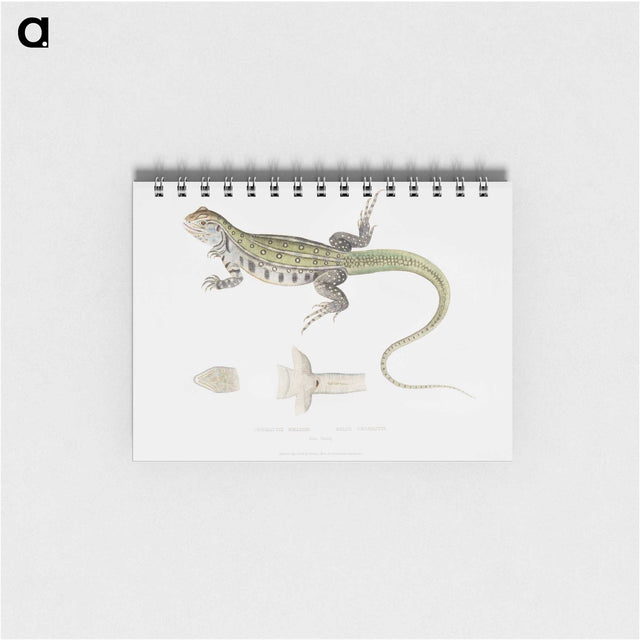 1-69_Indian-Zoology_memo