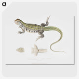 1-69_Indian-Zoology_picture-crop