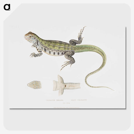 1-69_Indian-Zoology_picture-crop