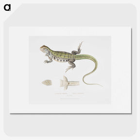 1-69_Indian-Zoology_picture