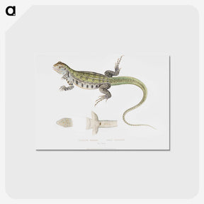1-69_Indian-Zoology_postcard