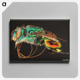 1-69_Insects-Unlocked-Project_canvas