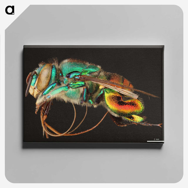 1-69_Insects-Unlocked-Project_canvas