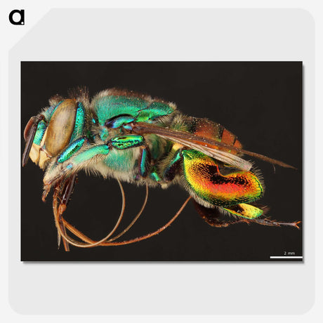 1-69_Insects-Unlocked-Project_picture-crop