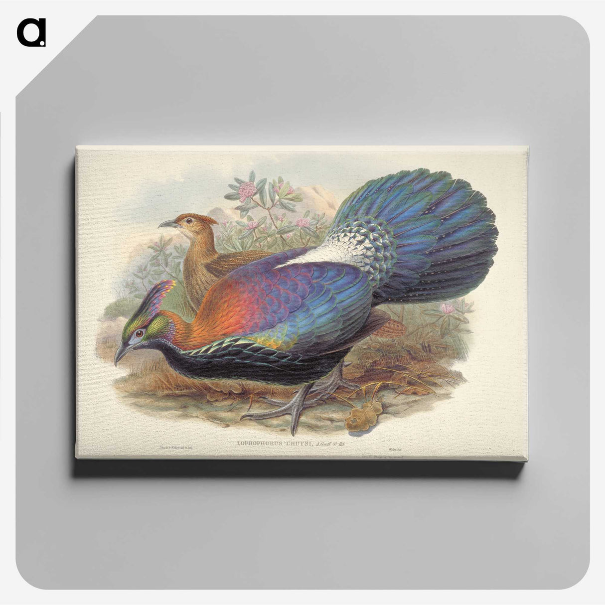 1-69_John-Gould_canvas