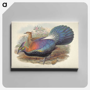 1-69_John-Gould_canvas
