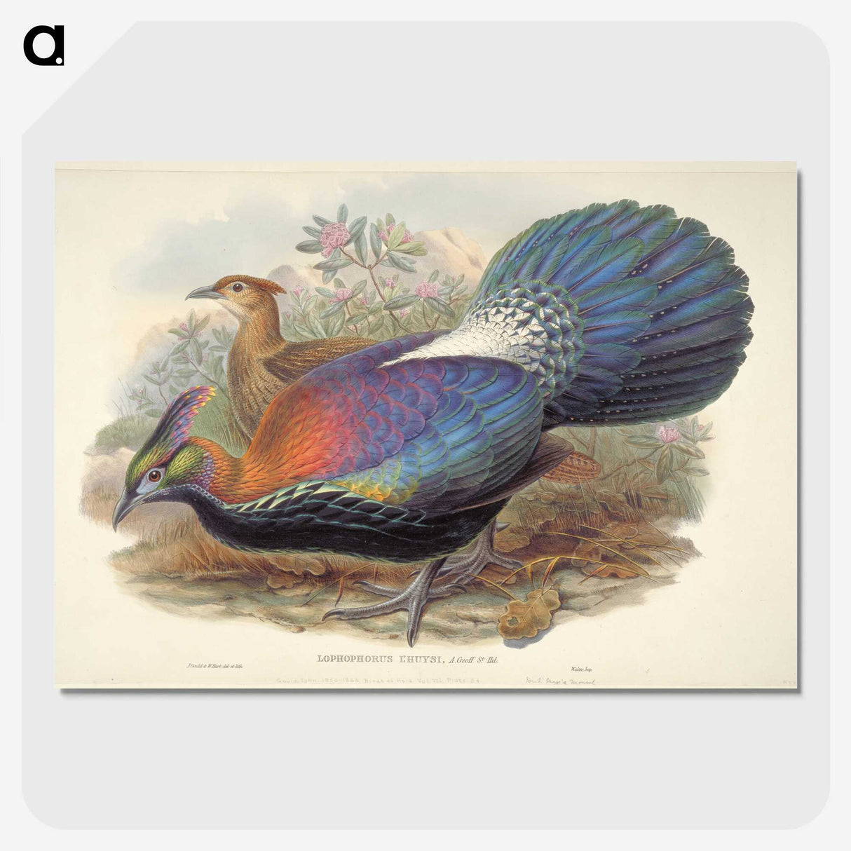 1-69_John-Gould_picture-crop