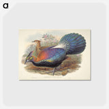 アートポストカード-Lophophorus L'Huysi
 - ジョン グールド Postcard.
