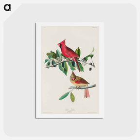 アートポストカード-Cardinal Grosbeak
 - ジョン ジェームス オーデュボン Postcard.