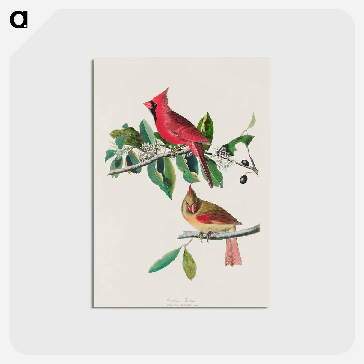 Cardinal Grosbeak
 - ジョン ジェームス オーデュボン Postcard.