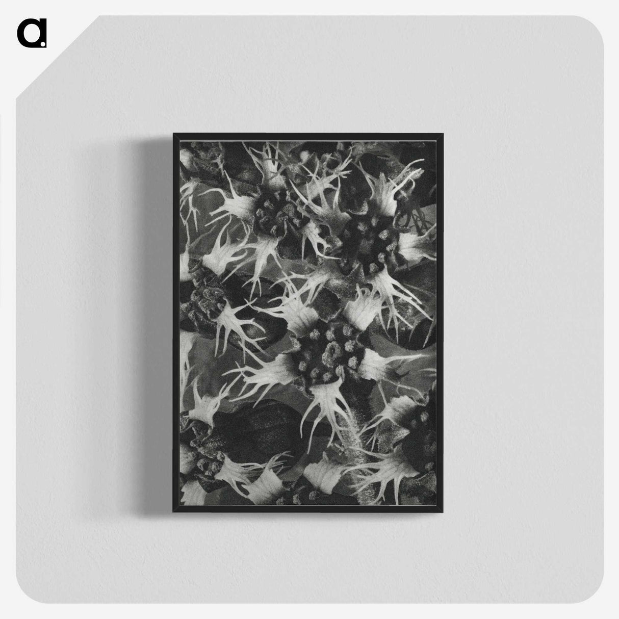 1-69_Karl-Blossfeldt_blk-crop