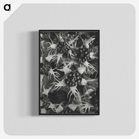 1-69_Karl-Blossfeldt_blk-crop