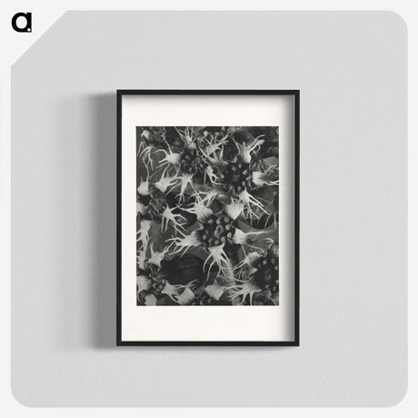 1-69_Karl-Blossfeldt_blk
