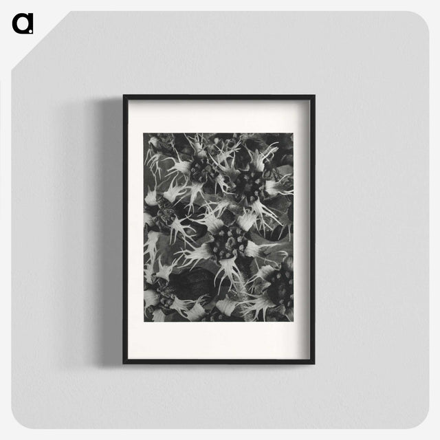 1-69_Karl-Blossfeldt_blk