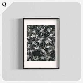 アートポスター-Tellima Grandiflora (Fringe Cups) - カール ブロスフェルト Poster.
