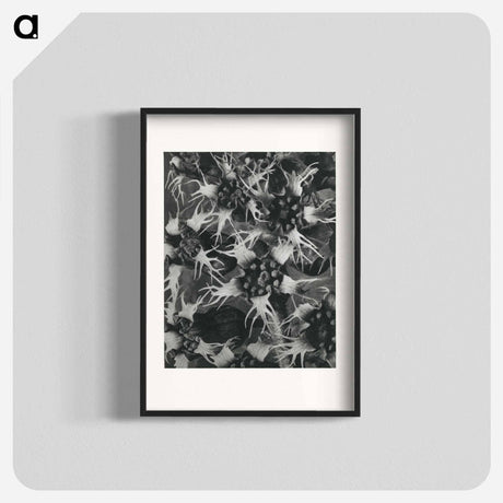 アートポスター-Tellima Grandiflora (Fringe Cups) - カール ブロスフェルト Poster.