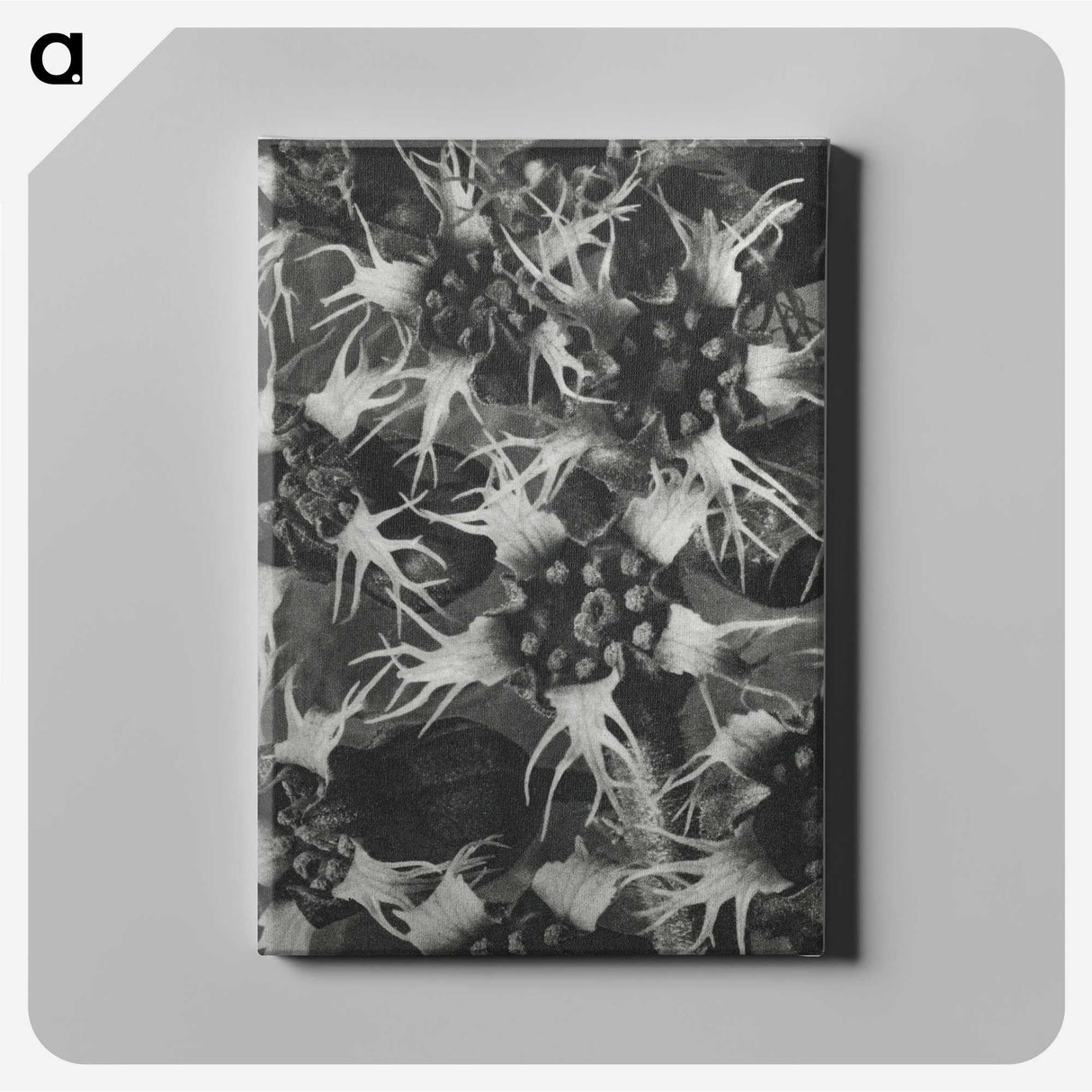 1-69_Karl-Blossfeldt_canvas