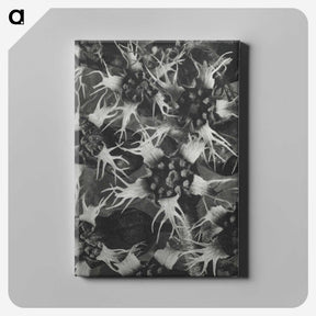 1-69_Karl-Blossfeldt_canvas