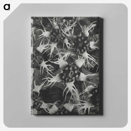 1-69_Karl-Blossfeldt_canvas