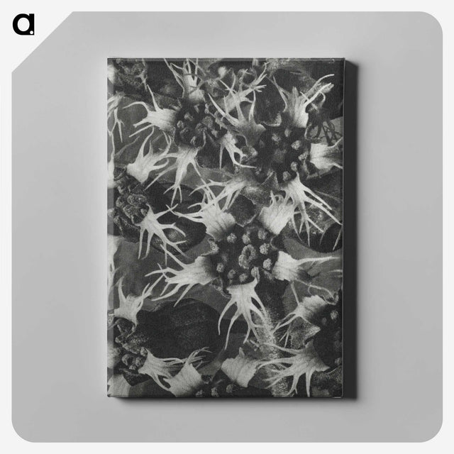 1-69_Karl-Blossfeldt_canvas
