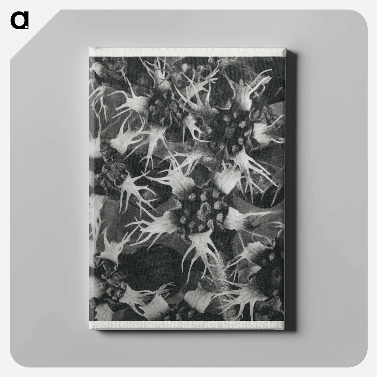 Tellima Grandiflora (Fringe Cups) - Karl Blossfeldt Canvas.