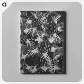 アートパネル-Tellima Grandiflora (Fringe Cups) - カール ブロスフェルト Canvas.