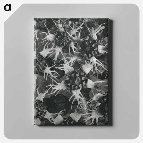 アートパネル-Tellima Grandiflora (Fringe Cups) - カール ブロスフェルト Canvas.