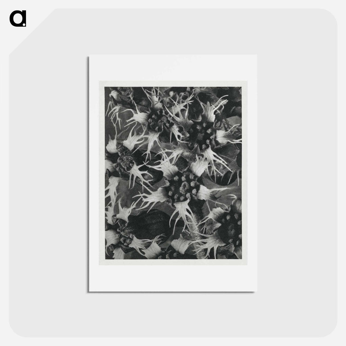 アートポストカード-Tellima Grandiflora (Fringe Cups) - カール ブロスフェルト Postcard.