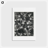 アートポストカード-Tellima Grandiflora (Fringe Cups) - カール ブロスフェルト Postcard.