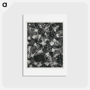 アートポストカード-Tellima Grandiflora (Fringe Cups) - カール ブロスフェルト Postcard.