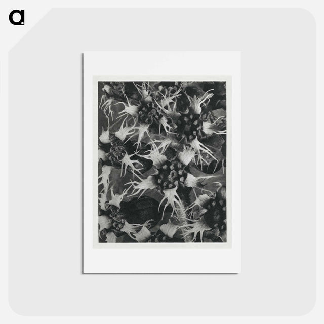 アートポストカード-Tellima Grandiflora (Fringe Cups) - カール ブロスフェルト Postcard.