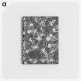1-69_Karl-Blossfeldt_memo