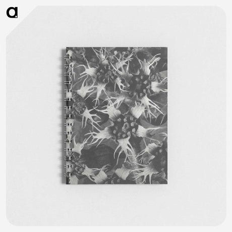 1-69_Karl-Blossfeldt_memo