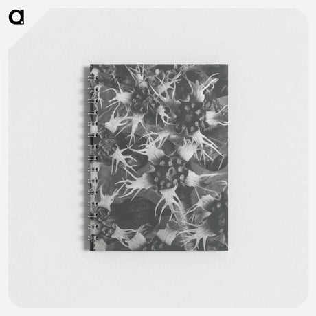 アートメモ帳-Tellima Grandiflora (Fringe Cups) - カール ブロスフェルト Memo.