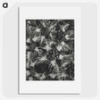 1-69_Karl-Blossfeldt_picture