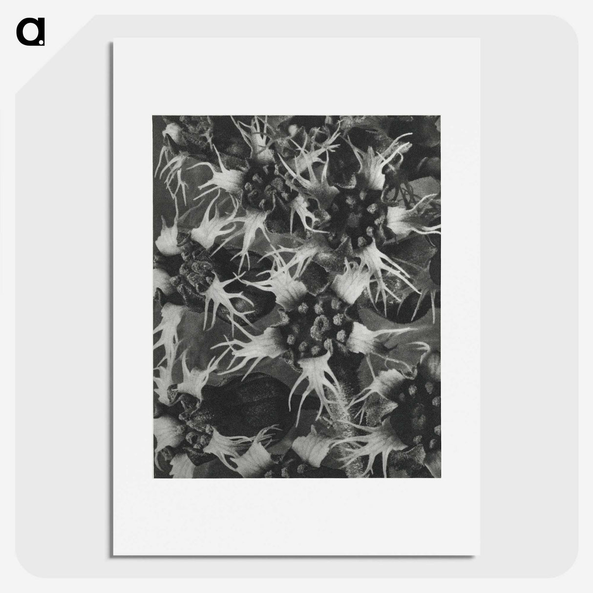 1-69_Karl-Blossfeldt_picture