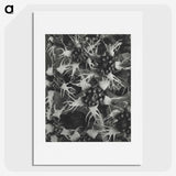 1-69_Karl-Blossfeldt_picture