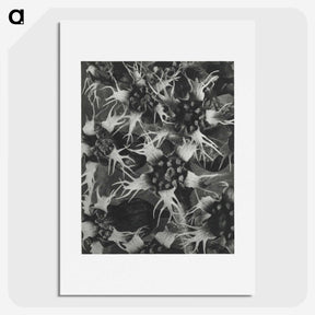 1-69_Karl-Blossfeldt_picture