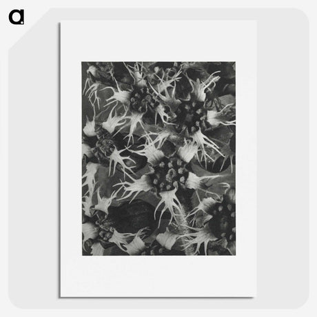 1-69_Karl-Blossfeldt_picture
