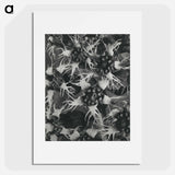 アートポスター-Tellima Grandiflora (Fringe Cups) - カール ブロスフェルト Poster.