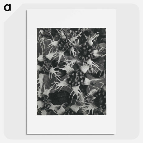 アートポスター-Tellima Grandiflora (Fringe Cups) - カール ブロスフェルト Poster.