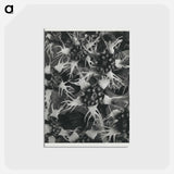 アートポストカード-Tellima Grandiflora (Fringe Cups) - カール ブロスフェルト Postcard.