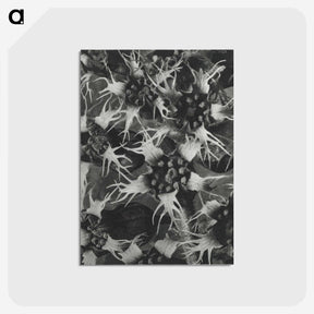 1-69_Karl-Blossfeldt_postcard