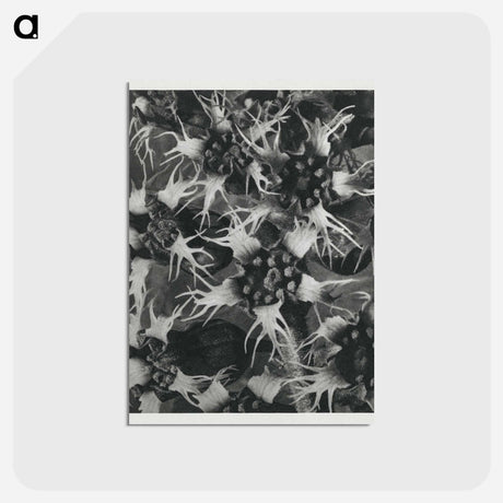 アートポストカード-Tellima Grandiflora (Fringe Cups) - カール ブロスフェルト Postcard.