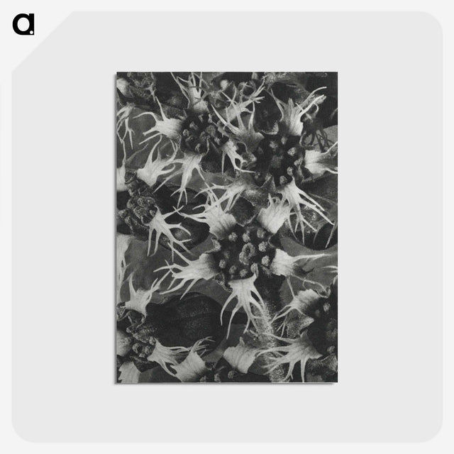 1-69_Karl-Blossfeldt_postcard