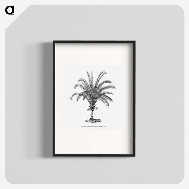 1-69_Les-Palmiers-Histoire-Iconographique_blk