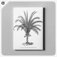 1-69_Les-Palmiers-Histoire-Iconographique_canvas