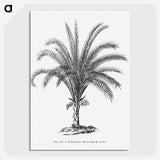 1-69_Les-Palmiers-Histoire-Iconographique_picture-crop