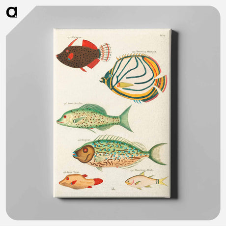 アートパネル-Moluccan Fishes
 - ルイ ルナール Canvas.