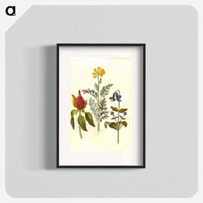 アートポスター-Amaranthus, Jacobaea, and Clematis
 - マリア ジビーラ メーリアン Poster.